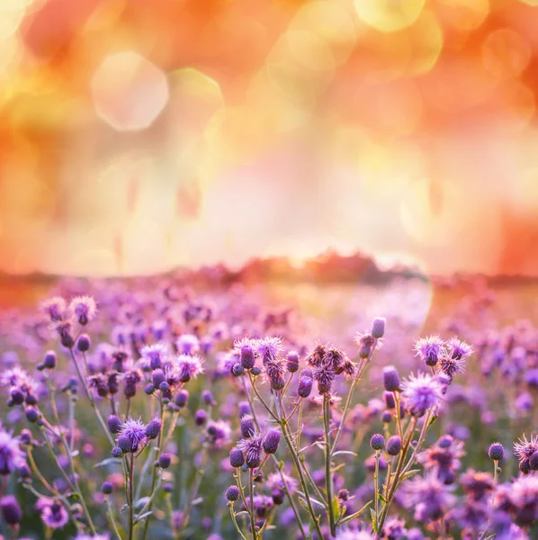꽃 초원 — 스톡 사진