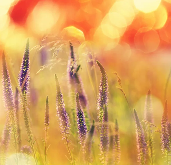 Flowers meadow — Stock Photo, Image