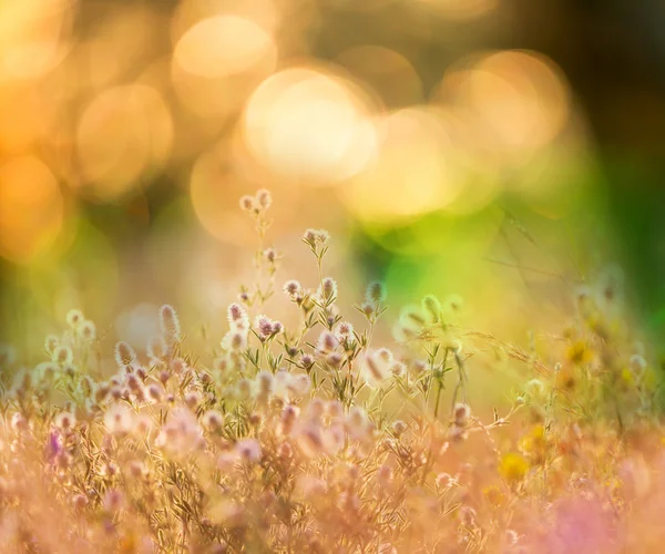 Flowers meadow — Stock Photo, Image