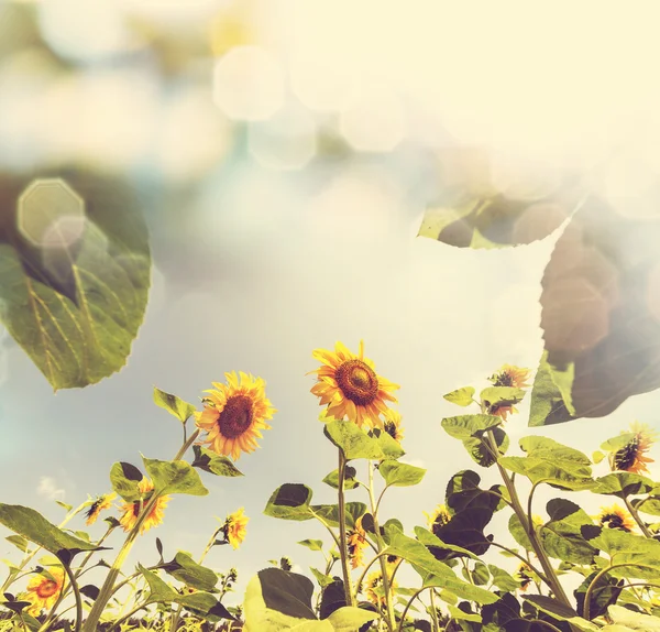 Sunflowers close up — Stock Photo, Image