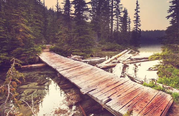 Forest with lake — Stock Photo, Image