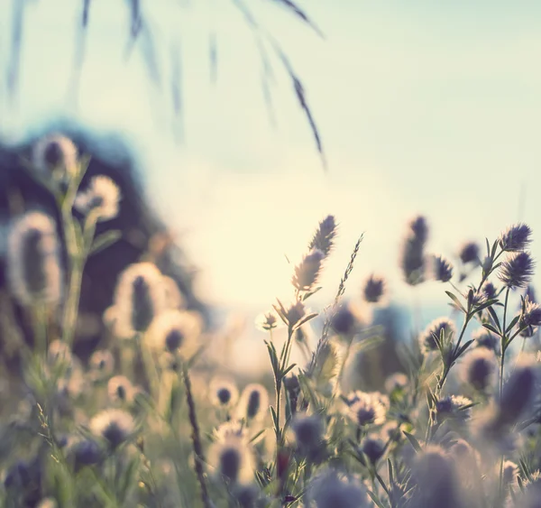 Blumenwiese — Stockfoto