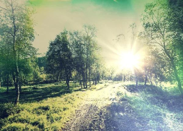 Vägen i skogen — Stockfoto