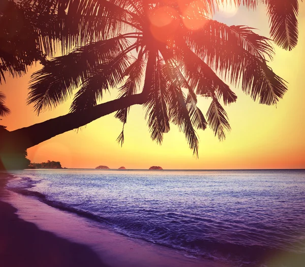 Tropical beach — Stock Photo, Image