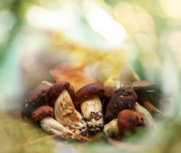 Cogumelos no outono — Fotografia de Stock