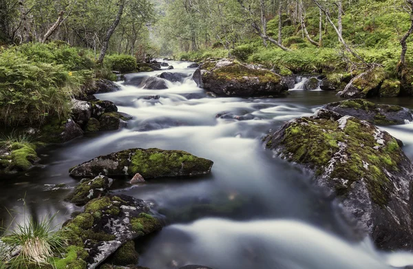 Bach im Wald — Stockfoto