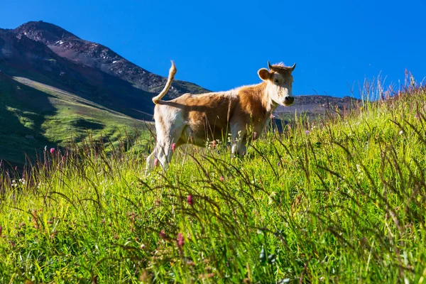 Kráva na louce — Stock fotografie
