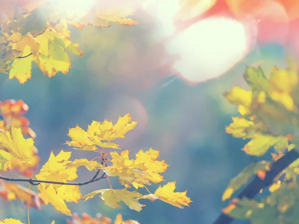 Hojas de otoño — Foto de Stock