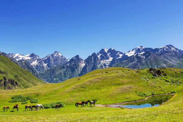 Лошади в горах — стоковое фото