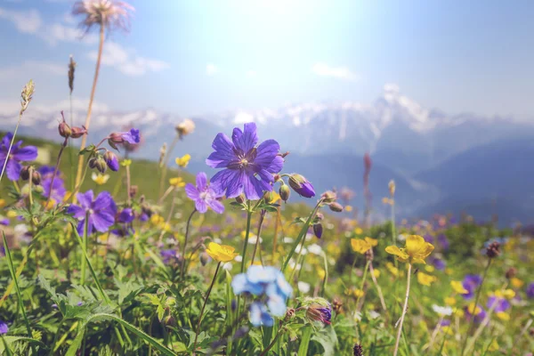 Bergwiese — Stockfoto