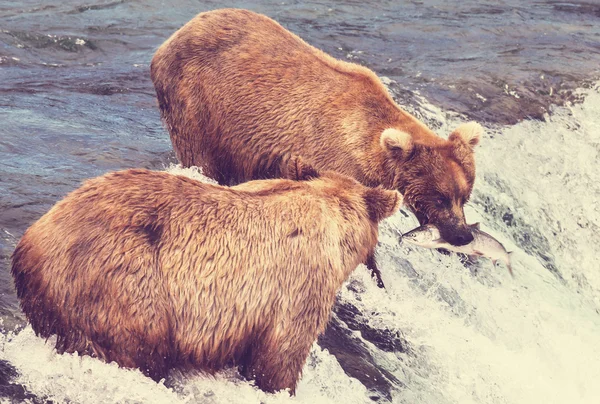 Osos en Alaska — Foto de Stock