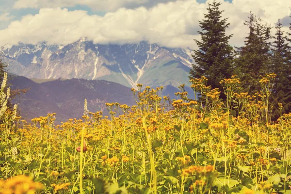 Caucasus mountains — Stock Photo, Image