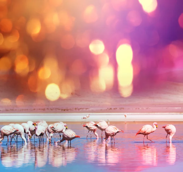 Flamingo op meer — Stockfoto