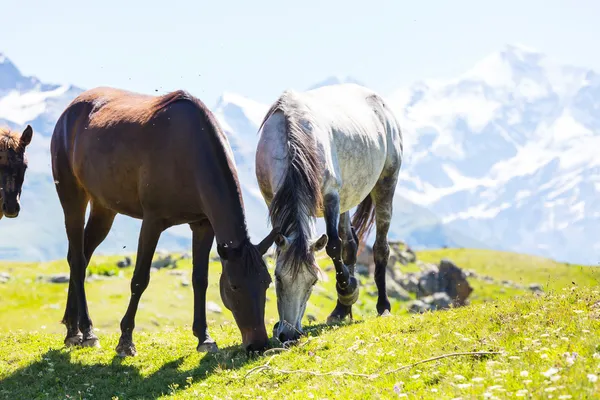 Caballos en las montañas — Foto de Stock