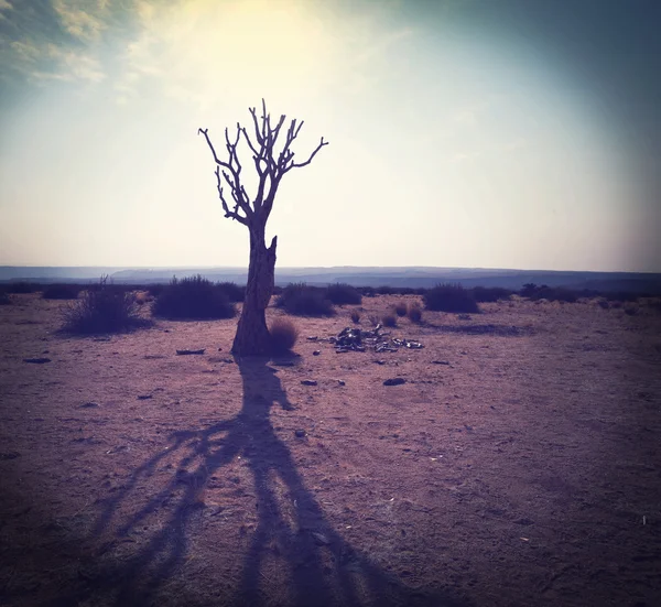 Africký strom — Stock fotografie
