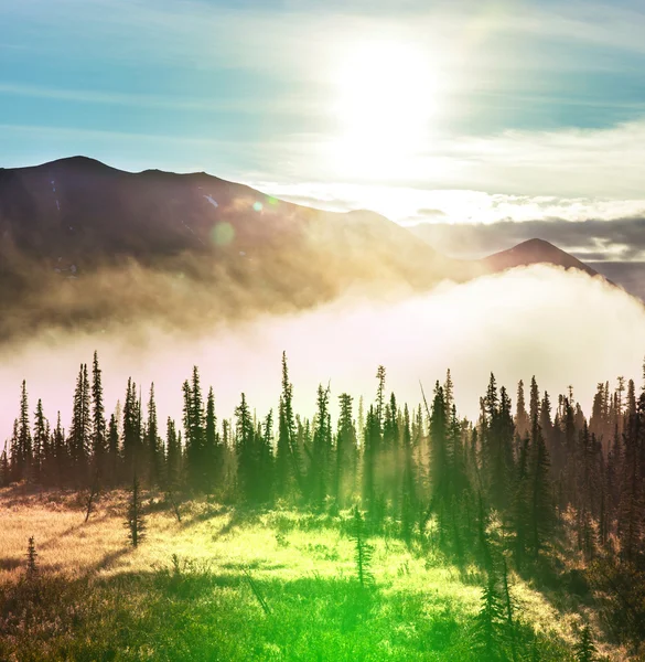 Foresta in Alaska — Foto Stock