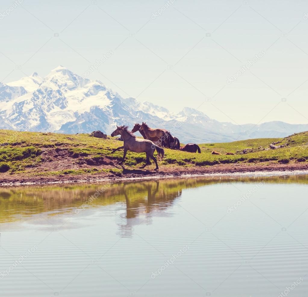 Horses in mountains