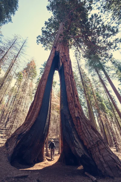 Tall Sequoia — Stock Photo, Image