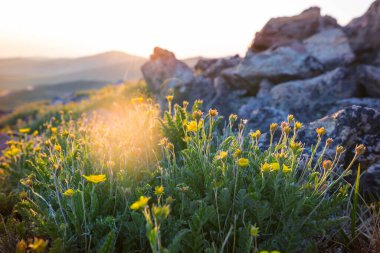 Güneşli bir günde dağ çayırı. Doğal yaz manzarası.