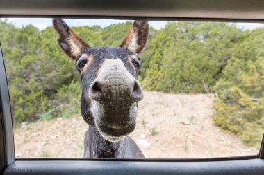 Kuzey Kıbrıs 'ta vahşi eşek