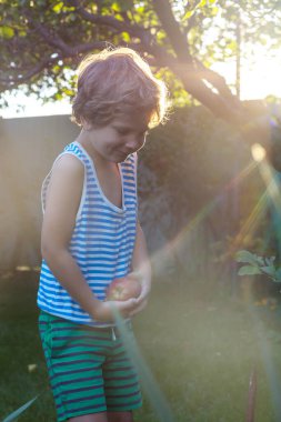 Küçük çocuk bahçedeki sonbahar hasadını topluyor.