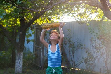 Küçük çocuk bahçedeki sonbahar hasadını topluyor.