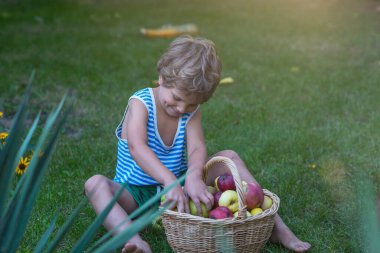 Küçük çocuk bahçedeki sonbahar hasadını topluyor.