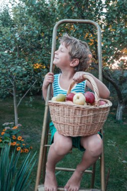 Küçük çocuk bahçedeki sonbahar hasadını topluyor.