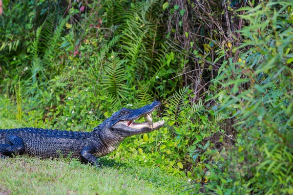 Amerikai Alligator Úszás Everglades Színes Tükröződés Víz Vad Természet Nemzeti — Stock Fotó