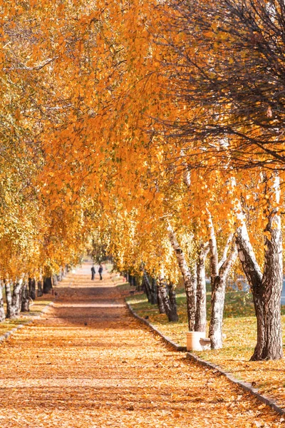 Beautiful Alley Fall Season — Stock Photo, Image