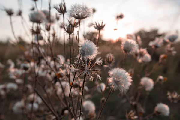 Prairie Automne Colorée Dans Les Montagnes Contexte Naturel — Photo