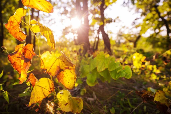 Barevná Podzimní Louka Horách Přírodní Pozadí — Stock fotografie