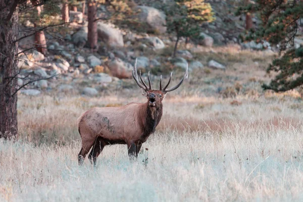 Mountain Bull Elk Στο Δάσος Φθινόπωρο Κολοράντο Ηπα — Φωτογραφία Αρχείου