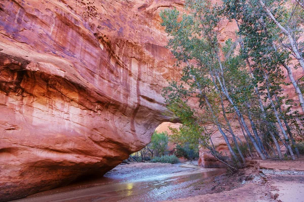 Похід Койот Gulch Grand Сходи Собою Право Попередньо National Monument — стокове фото