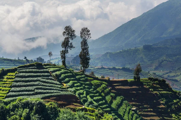 Landbouw Azië Groene Velden Indonesië — Stockfoto