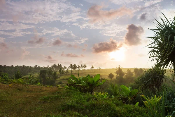 Agricoltura Asia Campi Verdi Indonesia — Foto Stock