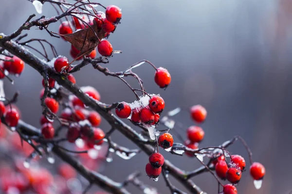 Czerwone Jagody Głogu Zamrożone Lesie Zimowym — Zdjęcie stockowe