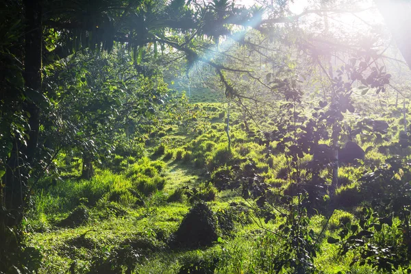 Misty Rainforest Costa Rica Midden Amerika — Stockfoto