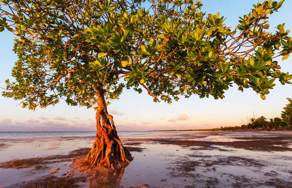 フロリダ海岸のロンリーマングローブの木 — ストック写真