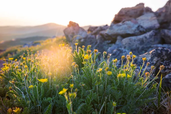 阳光灿烂的日子里的山地草甸 自然夏季景观 — 图库照片