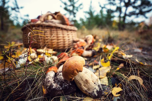 Сезонные Осенние Грибы Корзине Лесу — стоковое фото