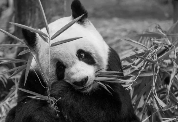 Černobílá Fotka Obří Pandy — Stock fotografie