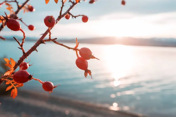 Rozenbottel Bessen Twijg Bergen Natuurlijke Herfst Seizoensgebonden Achtergrond — Stockfoto