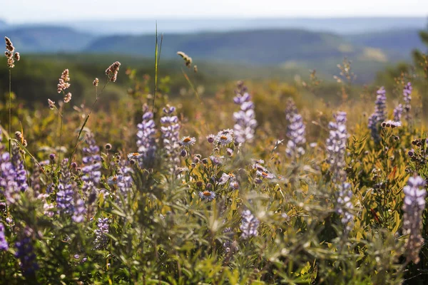 Vackra Vilda Blommor Grön Äng Sommarsäsongen Naturlig Bakgrund — Stockfoto