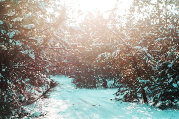 Kış Mevsiminde Karla Kaplı Orman Manzarası Noel Arkaplanı Için Iyi — Stok fotoğraf