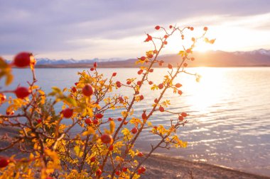 Dağlardaki dal üzerinde gül ağacı üzümleri, doğal sonbahar mevsimlik arka plan