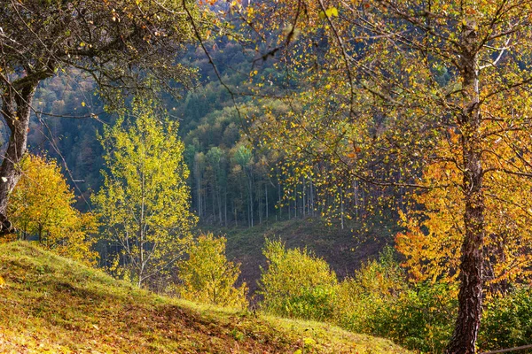 Prairie Automne Colorée Dans Les Montagnes Contexte Naturel — Photo