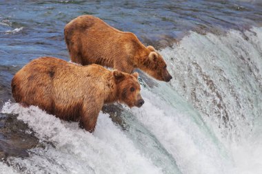 Alaska 'da Vahşi Kahverengi Ayı, Katmai Ulusal Parkı, Vahşi Yaşam Sahnesi
