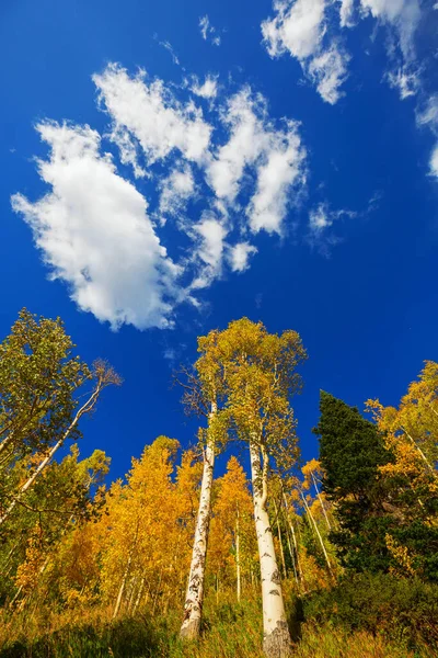 Folhas Outono Coloridas Uma Floresta Ensolarada Outono Fundo Natural — Fotografia de Stock