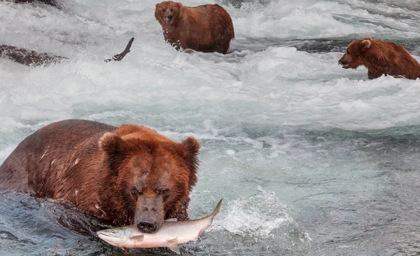 ブルックスでグリズリークマ狩りサーモンが落下します アラスカのカトマイ国立公園で沿岸ブラウングリズリーベアーズ釣り 夏のシーズン 自然の野生生物のテーマ — ストック写真